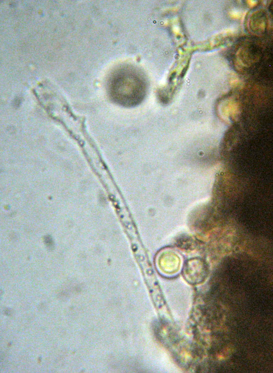 In parcheggio (Granulobasidium vellereum)